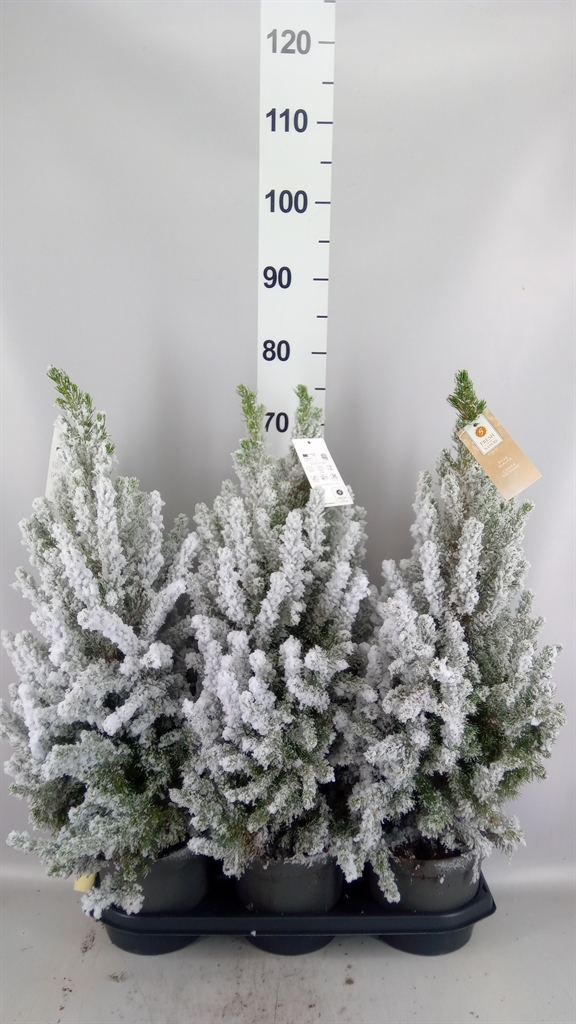 Picea Gl December 19Ø 70cm