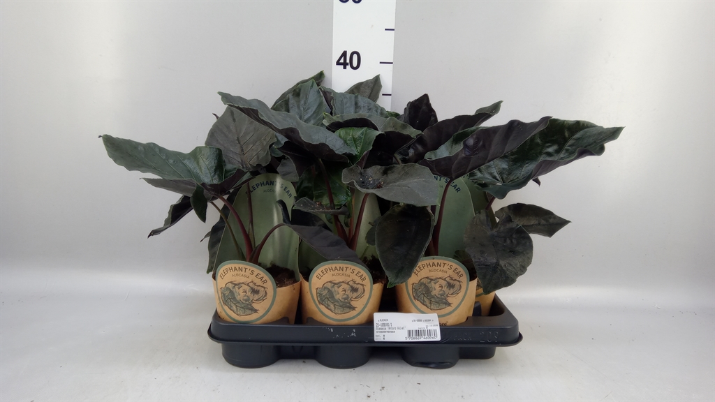 Aloc Antoro Velvet 11Ø 40cm