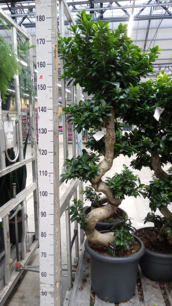 Ficus Microcarpa Ginseng 40Ø 160cm