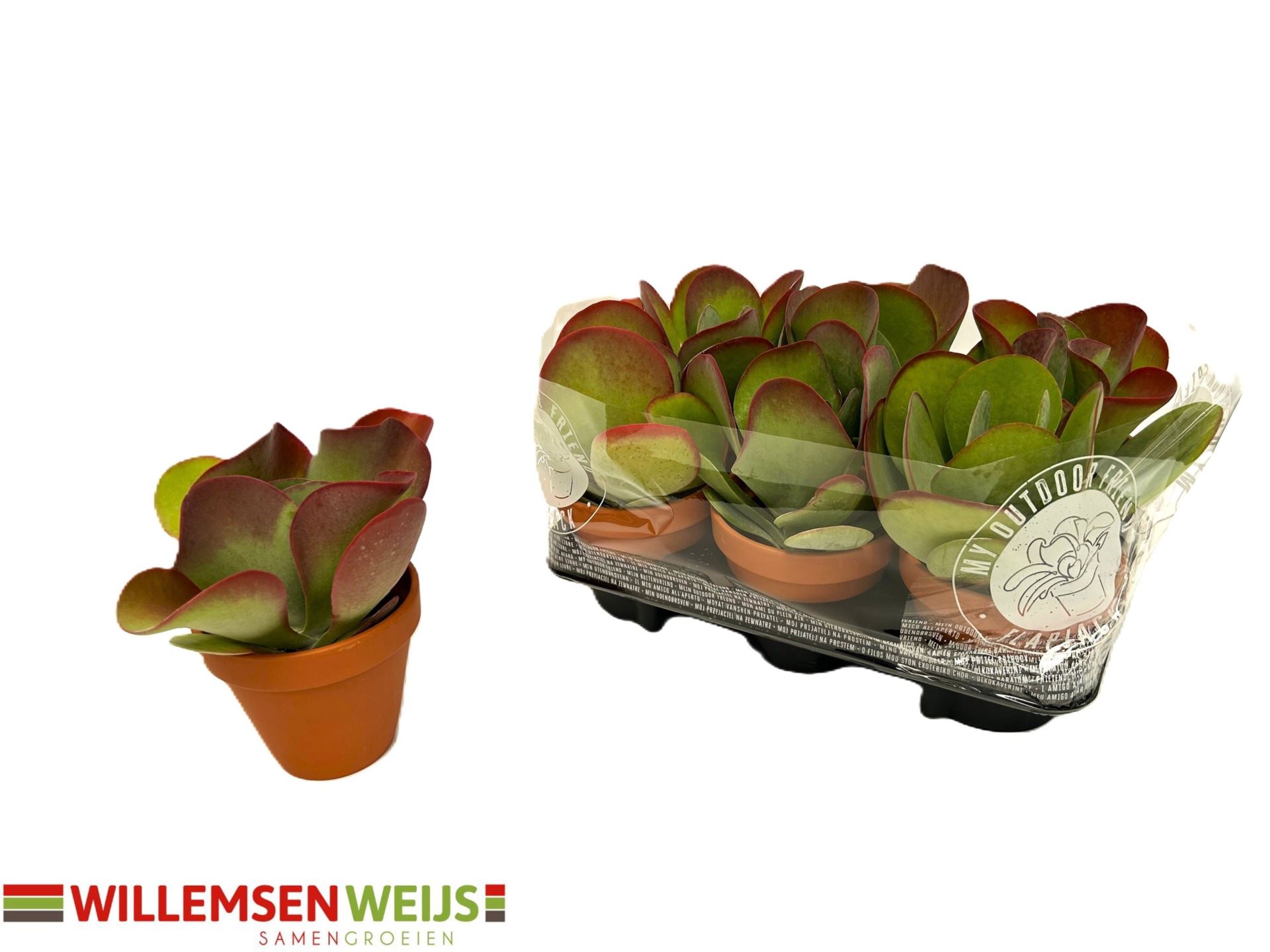 Kalan Ov Thyrsiflora 13Ø 22cm