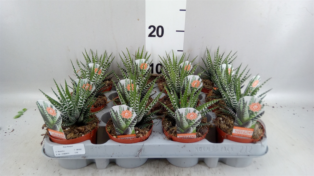 Haworthia Big Band 8Ø 14cm