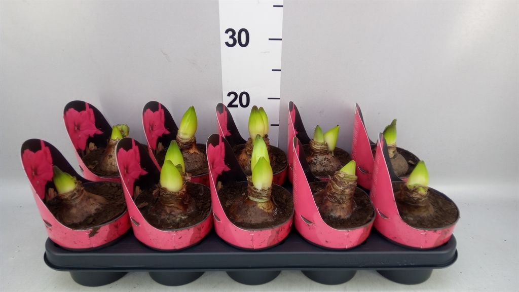 Hippeastrum Lagoon 12Ø 25cm