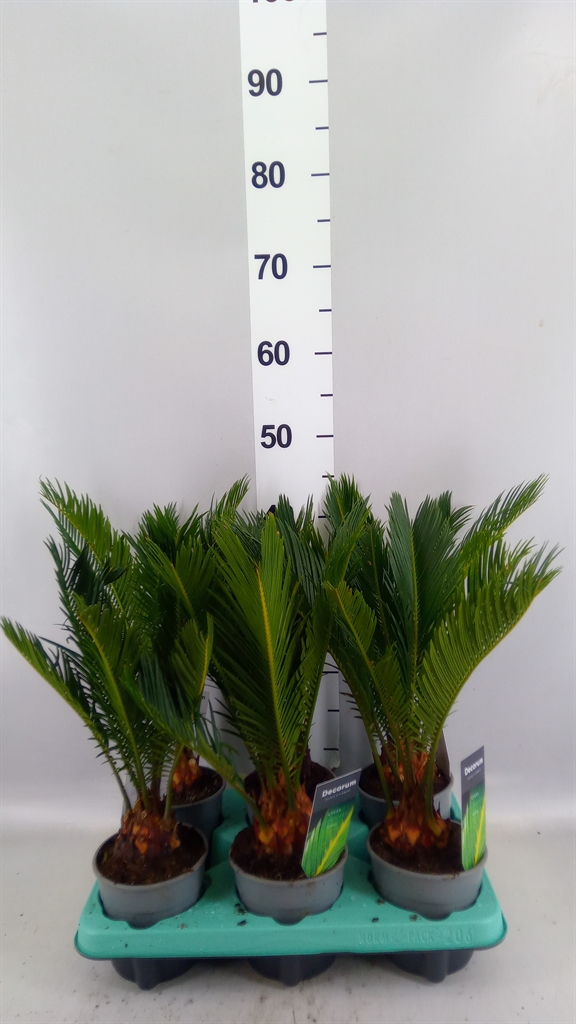 Cycas Revoluta 12Ø 45cm