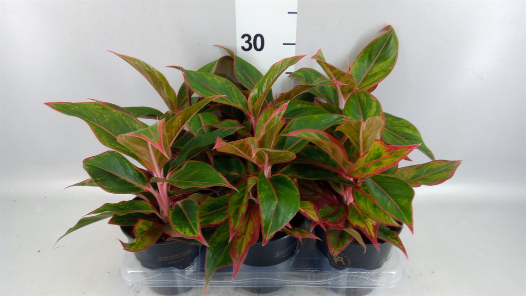 Aglao Jungle Red 12Ø 40cm