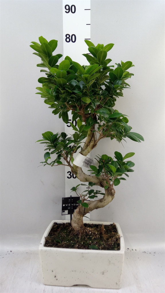 Fic Mi Ginseng 32Ø 70cm