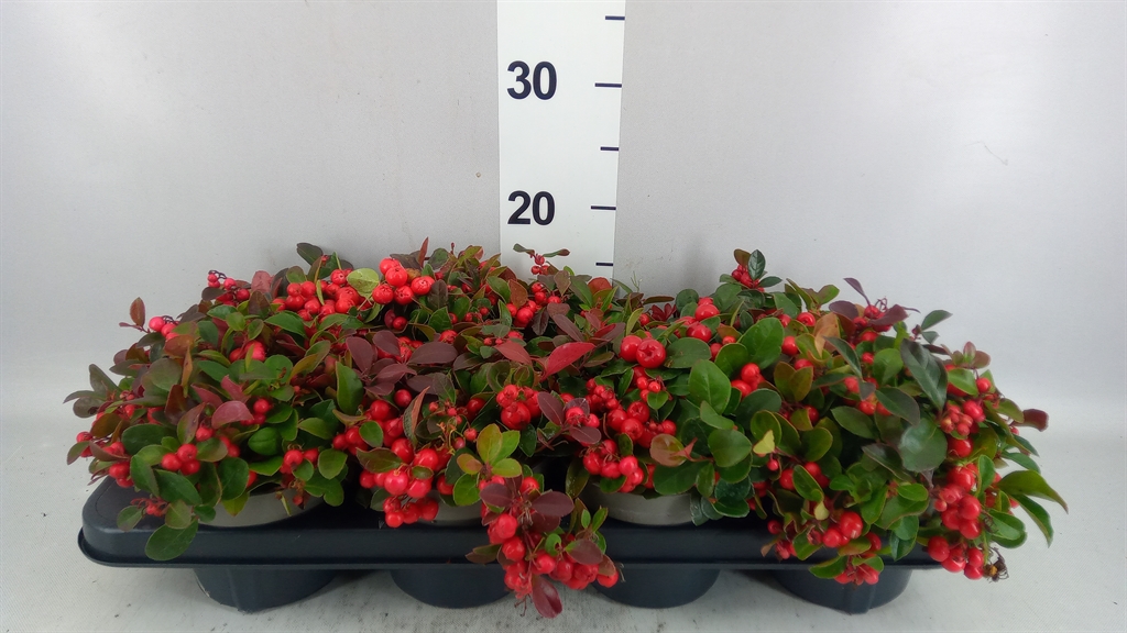 Gaultheria Procumbens 13Ø 20cm