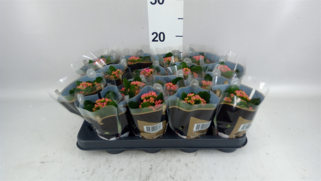 Kalanchoe Double Rosalina Don Victorio 7Ø 15cm
