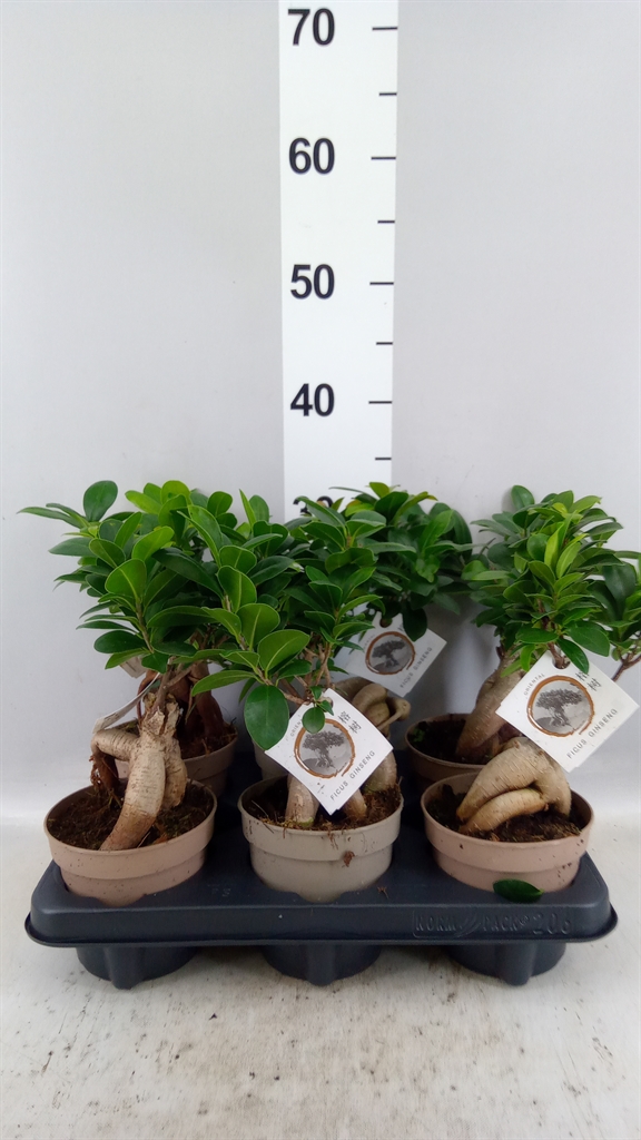 Ficus Microcarpa Ginseng 12Ø 30cm