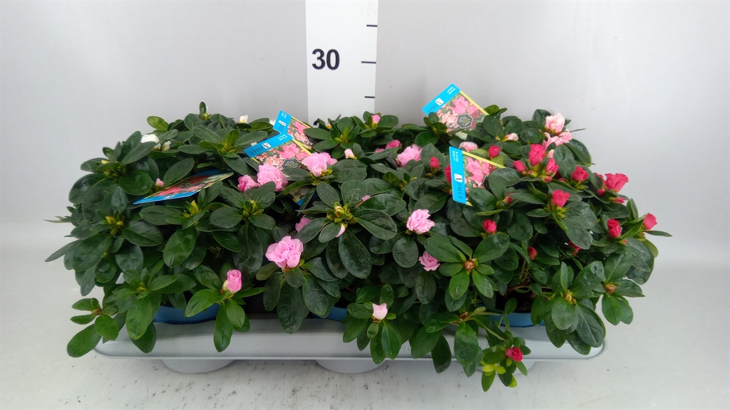 Rhododendron Hellmut Bird Mix 13Ø 25cm