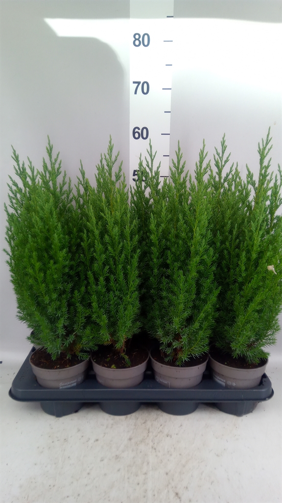 Juniperus Stricta 13Ø 55cm