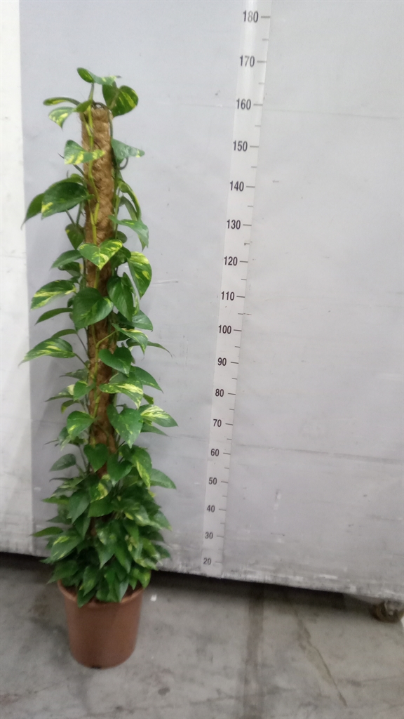 Epipr Mosstok 27Ø 150cm