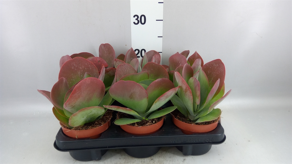 Kalanchoe Red Lips 12Ø 20cm