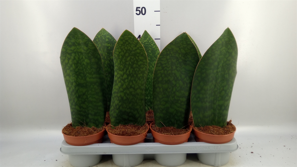 Sansevieria Grandis 14Ø 50cm