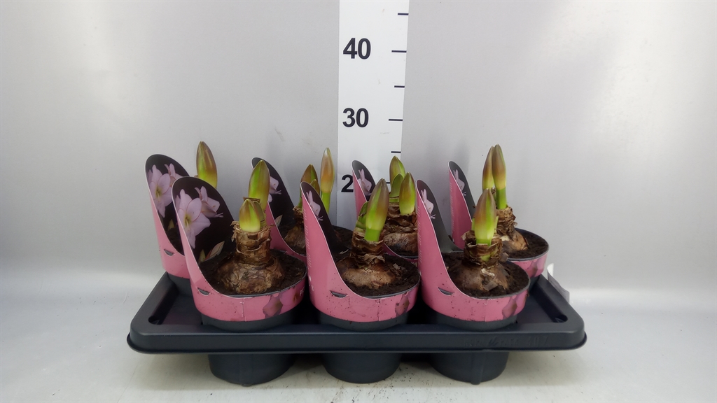 Hippeastrum Picotee 14Ø 25cm