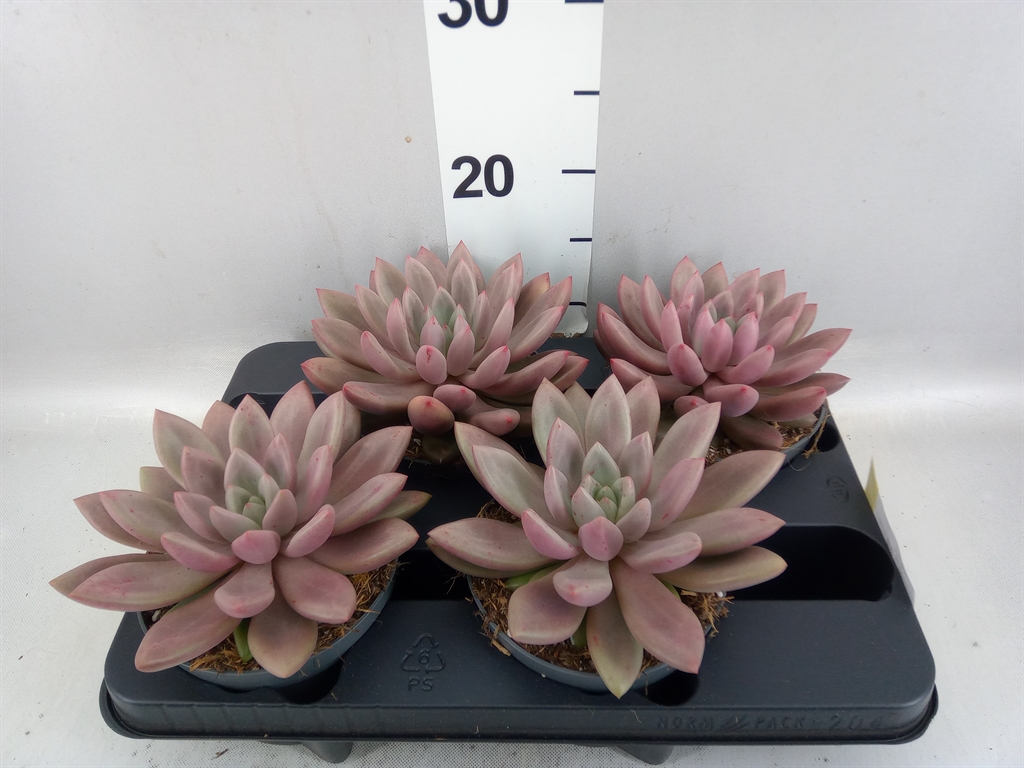 Succulenten Overig 13Ø