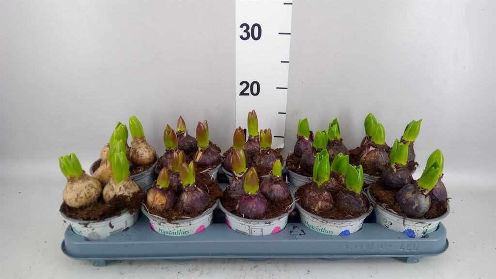 Hyacinthus Mix 12Ø 13cm 3pp