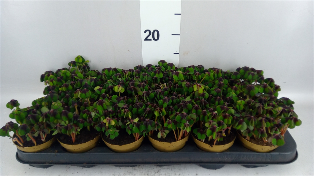 Oxalis Deppei 9Ø 13cm