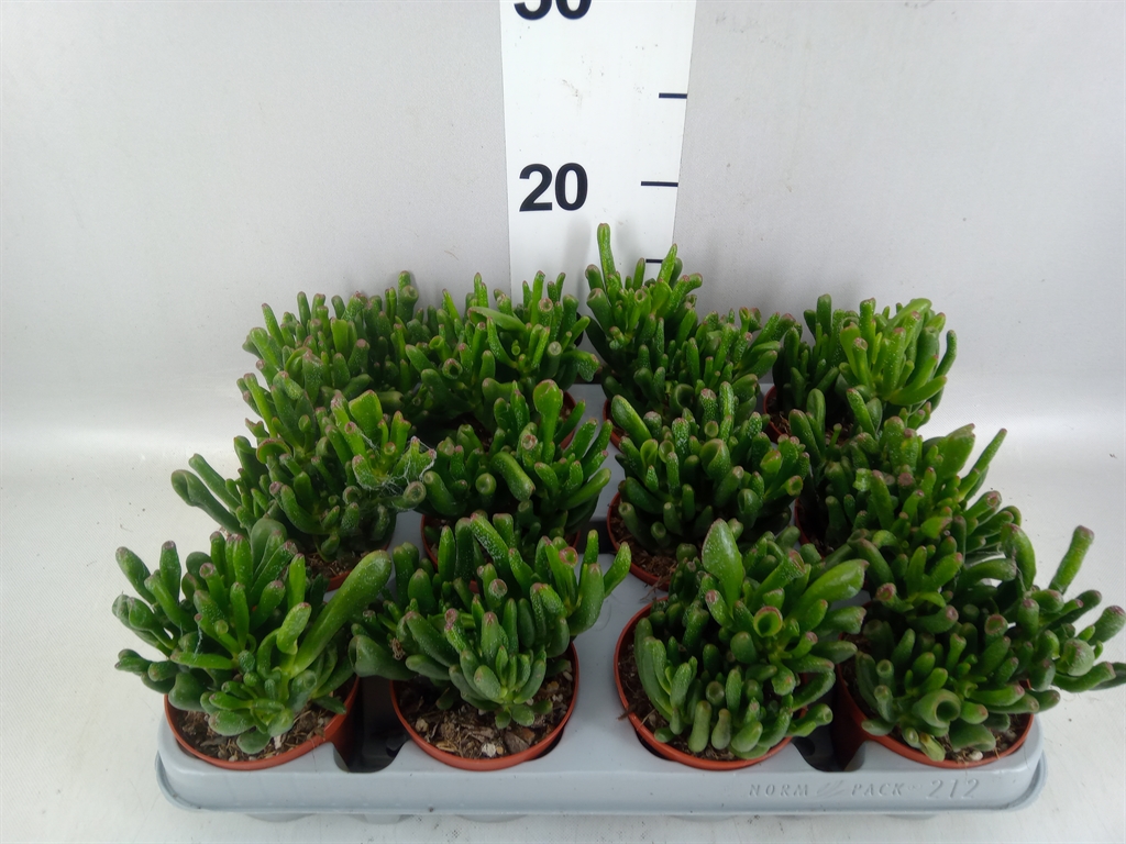 Crassula Gollum 8Ø 10cm