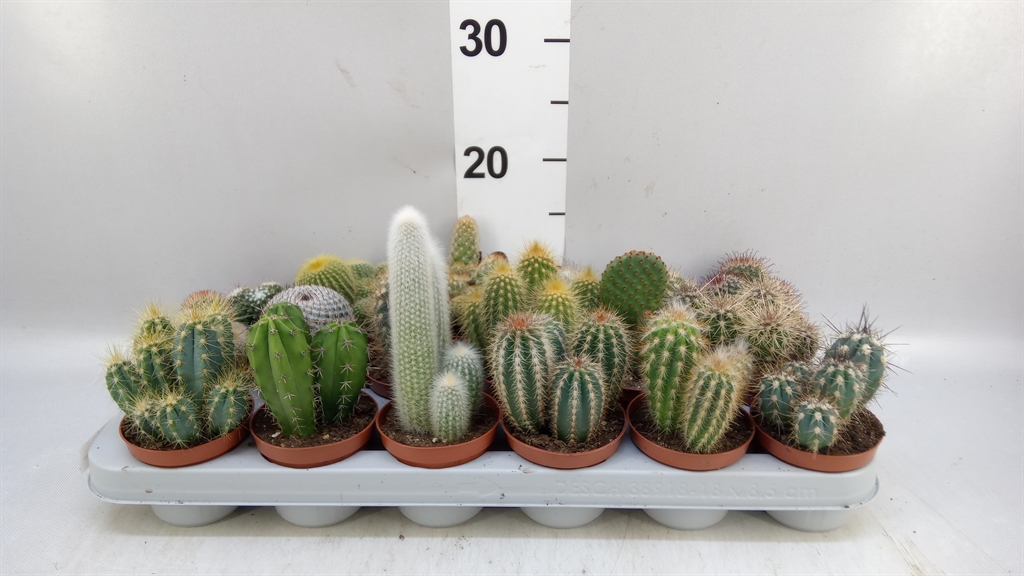 Cactus Gemengd 508Ø 12cm