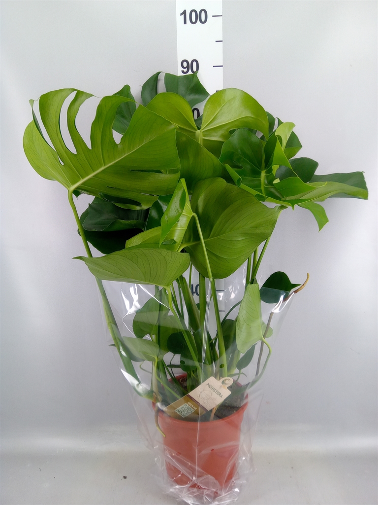 Monstera Deliciosa 21Ø 80cm