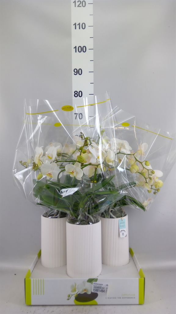 Phalaenopsis White 2 Stem 12Ø 45cm