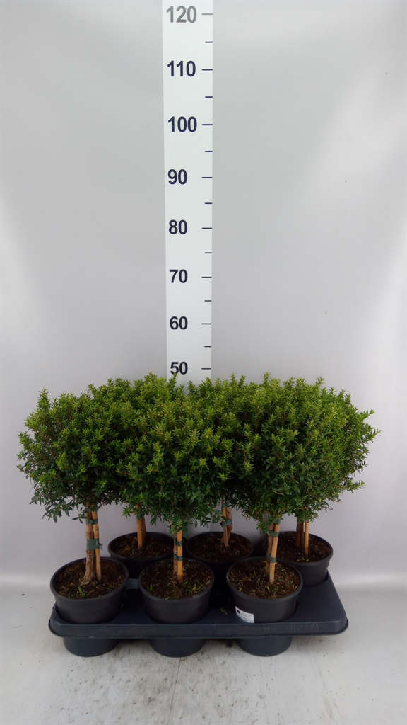 Myrtus Communis 15Ø 50cm