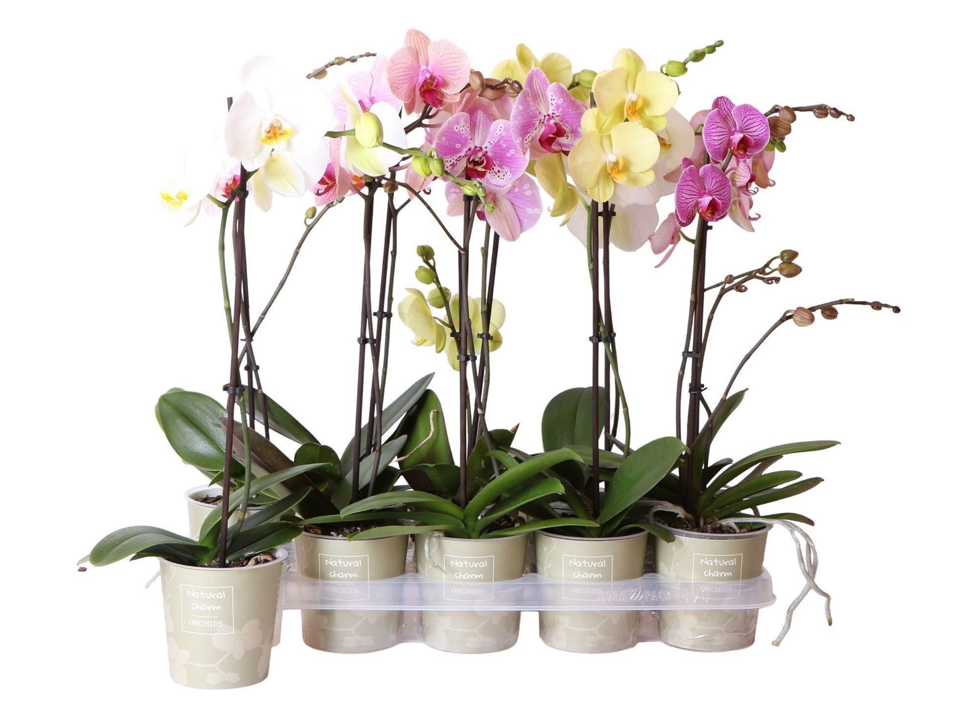 Phalaenopsis Mix 12Ø 50cm 1st