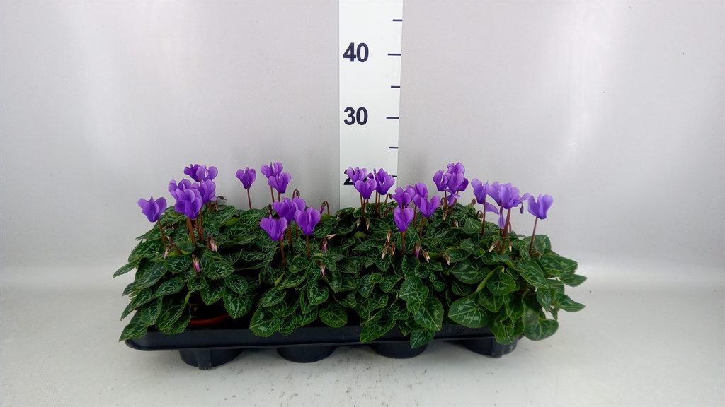 Cyclamen Persicum Ssdblue001 10Ø 23cm