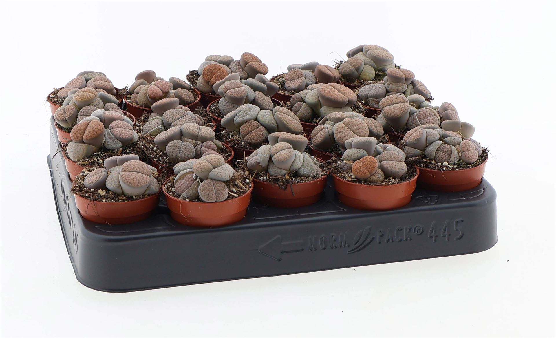 Lithops 505Ø