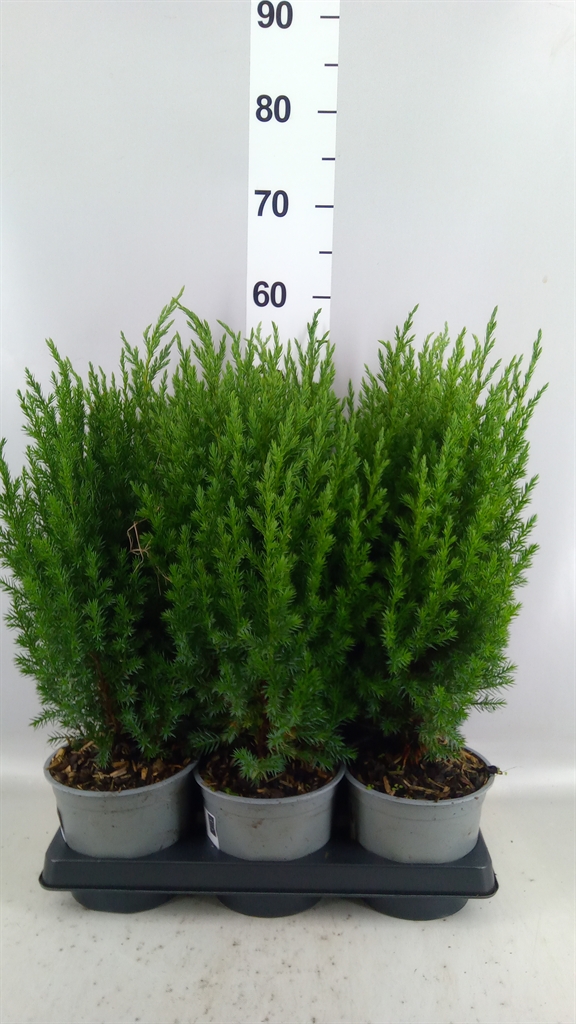 Juniperus Stricta 15Ø 55cm