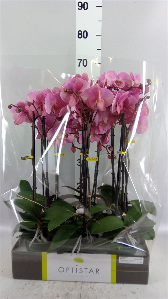 Phal Ov Roze 12Ø 60cm