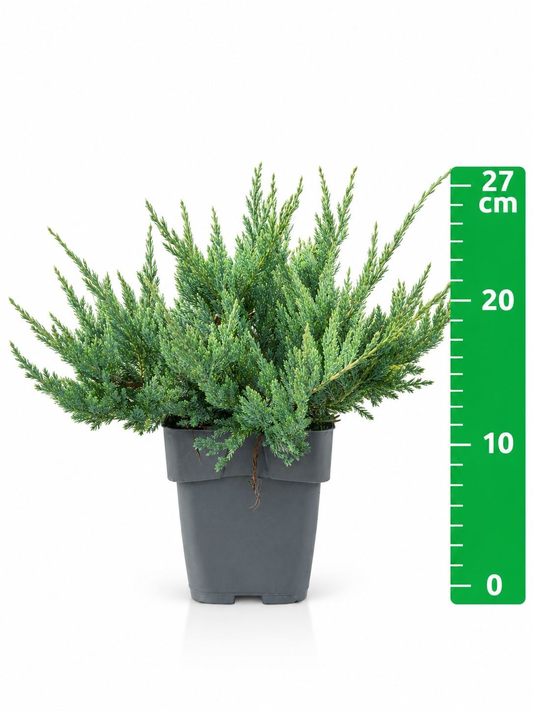 Juniperus Blue Chip 19Ø 25cm
