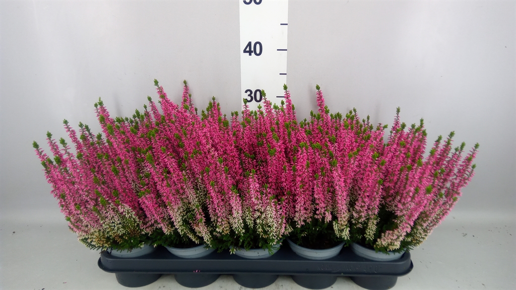 Calluna Beauty Ladies Mia 12Ø 25cm