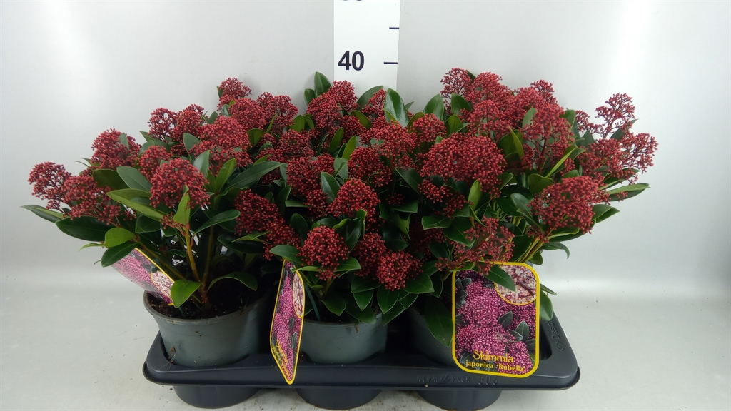 Skimmia Jap Rubella 17Ø 35cm