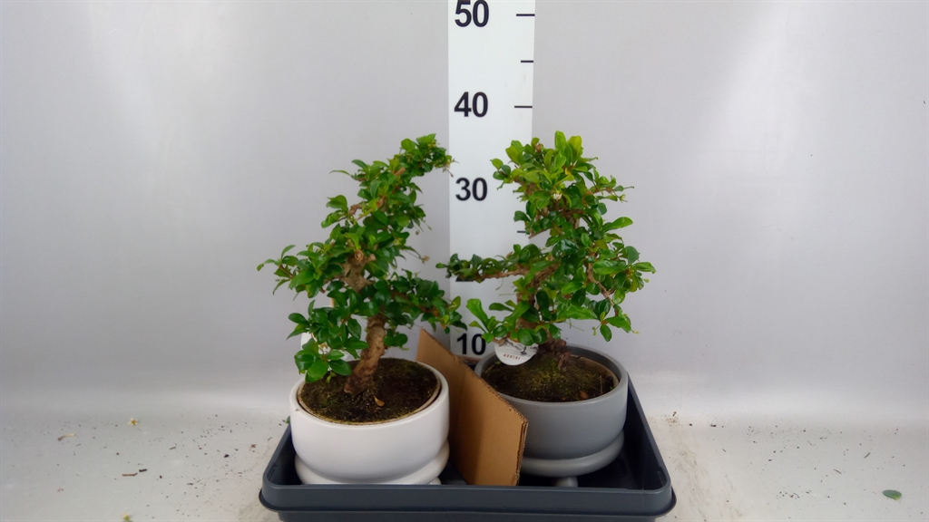Bonsai Mix 17Ø 35cm