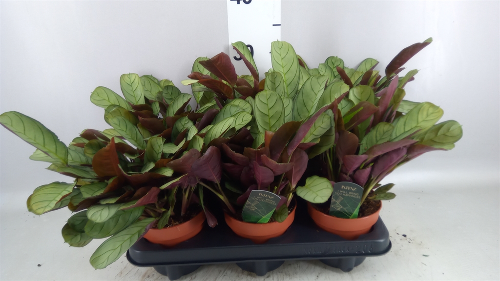 Ctenanthe Amagris 12Ø 20cm