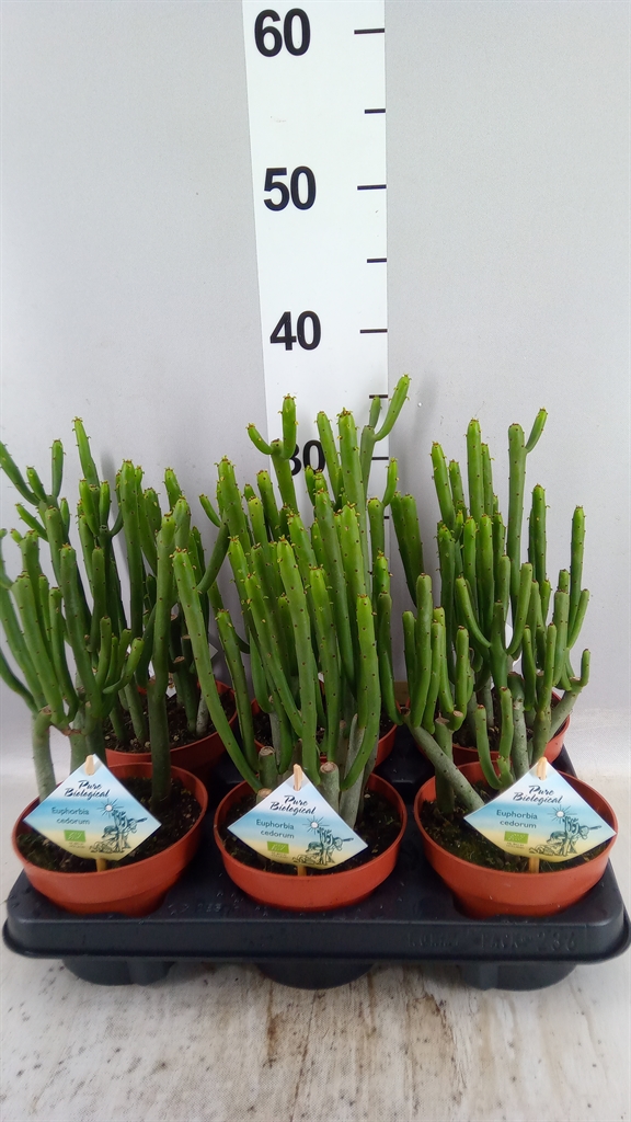 Euphor Succulenten 13Ø 35cm