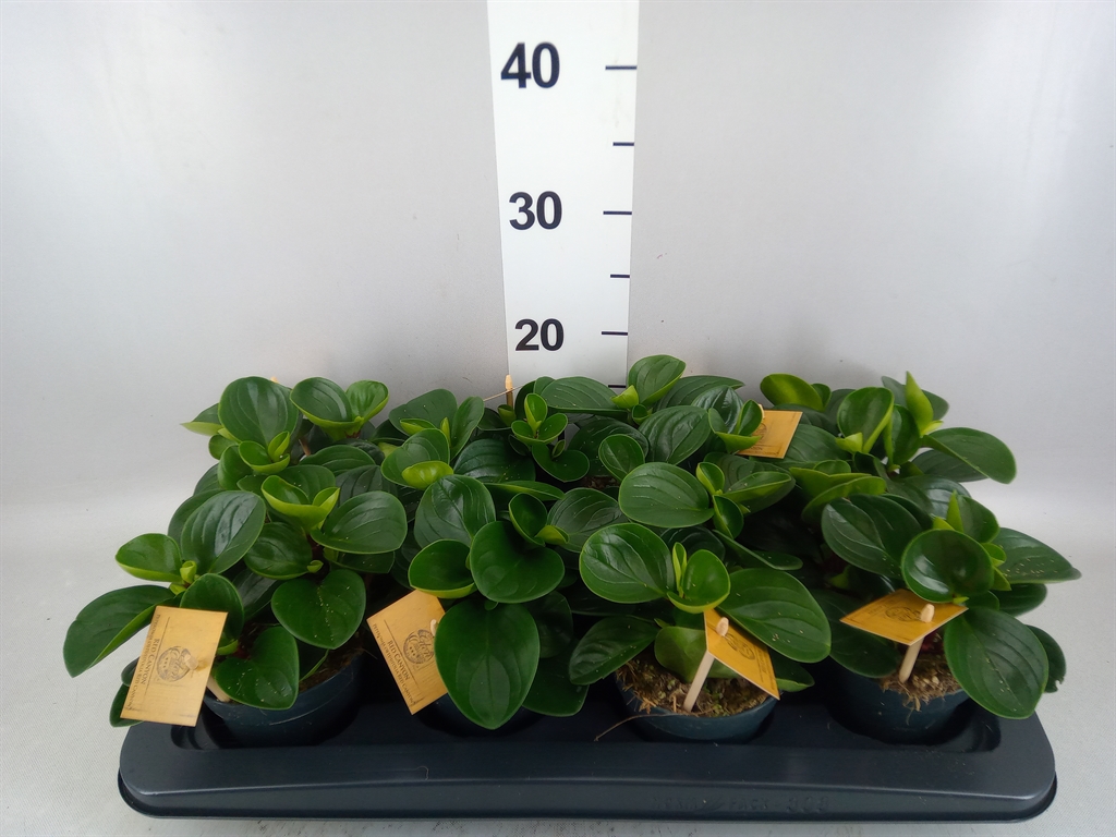 Peperomia Obtusifolia Red Canyon 12Ø 20cm