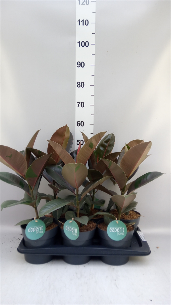 Ficus Elastica Pink Camouflage 17Ø 55cm