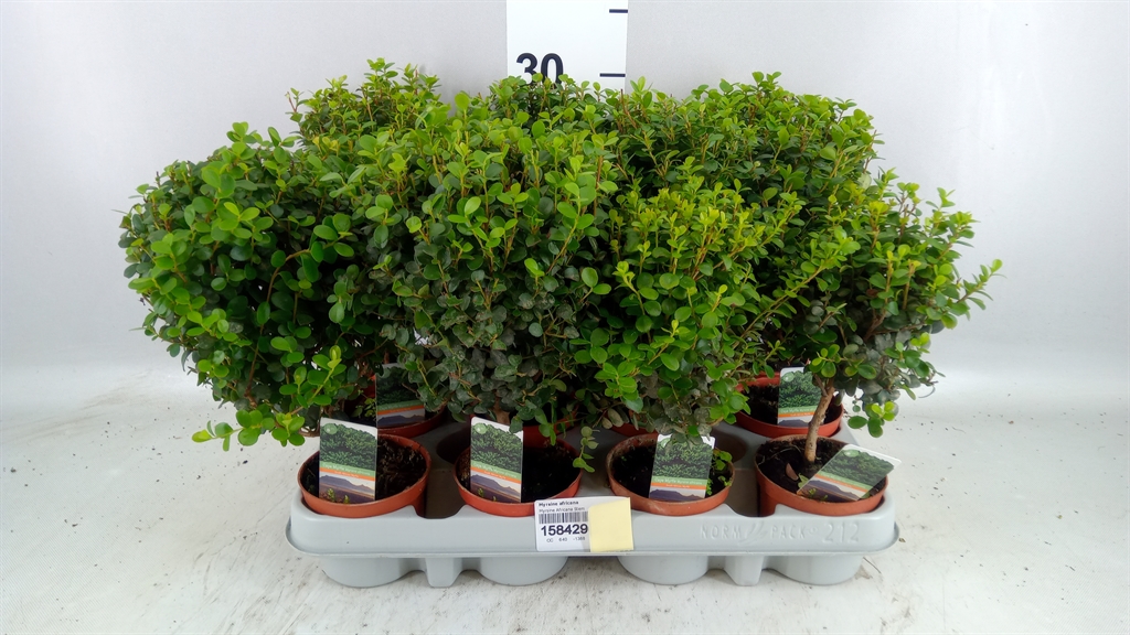 Myrsine Africana 8Ø 20cm