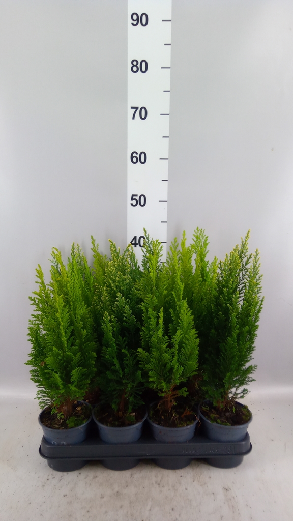 Conifers Mix 10Ø 38cm