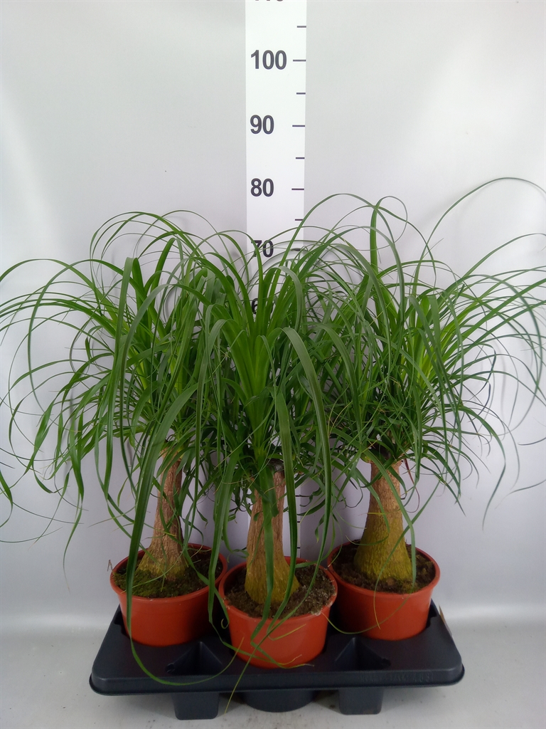Beaucarnea Recurvata 19Ø 60cm