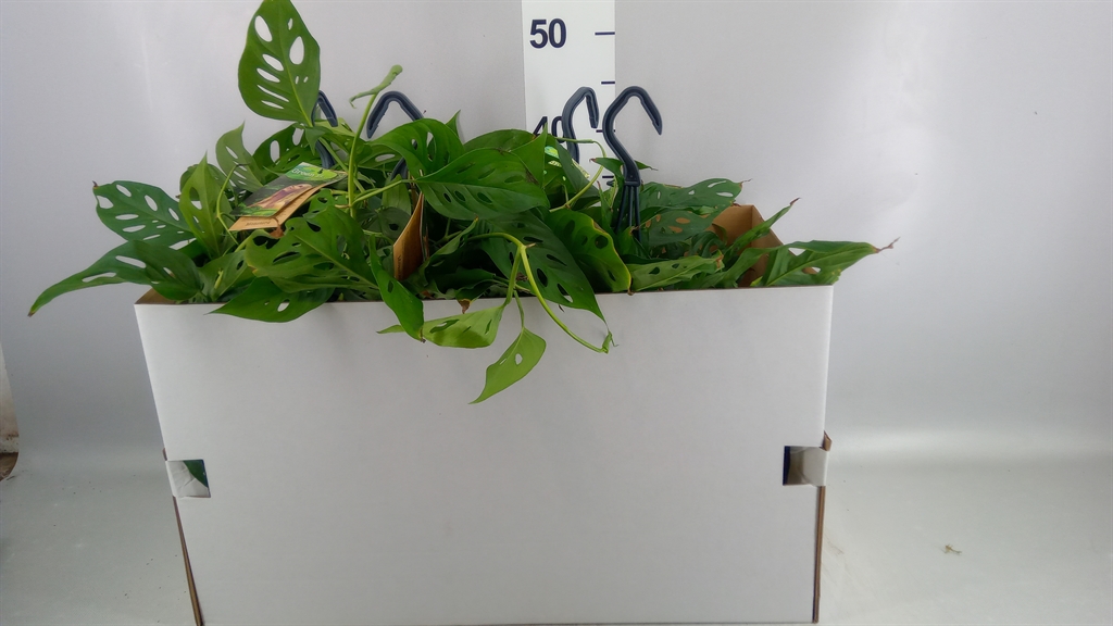 Monstera Adansonii 17Ø 40cm