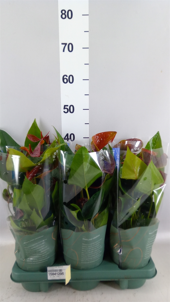 Anthurium Essencia 12Ø 35cm