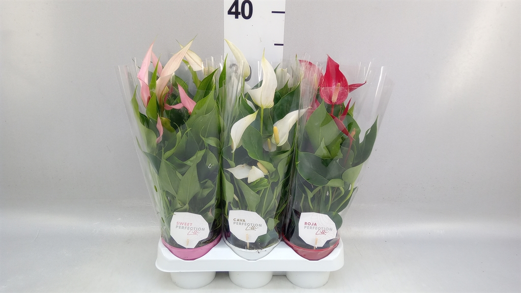 Anthurium Mix 9Ø 30cm
