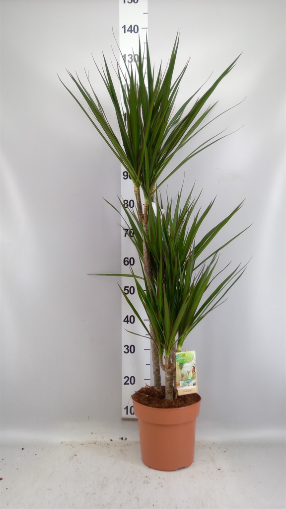 Dracaena 21Ø 110cm