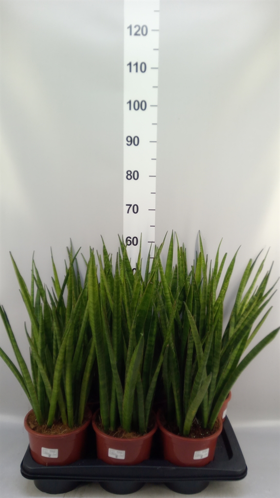 Sansevieria Greenline 17Ø 60cm