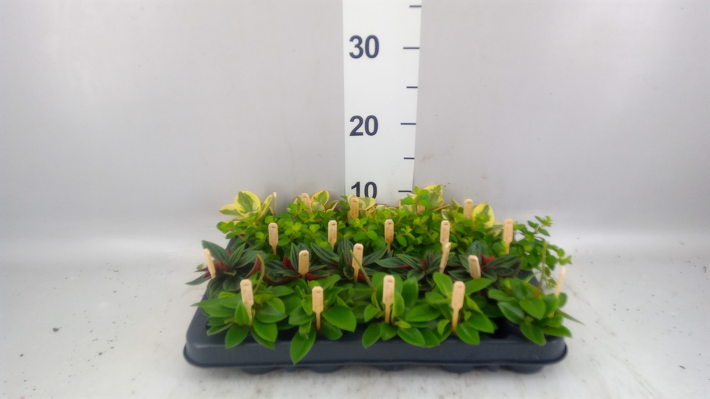Peperomia Mix 5Ø 10cm