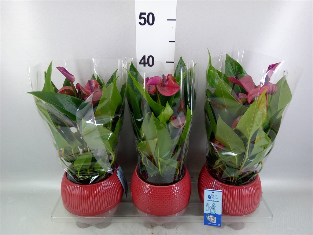 Anthurium Karma Purple 12Ø 40cm