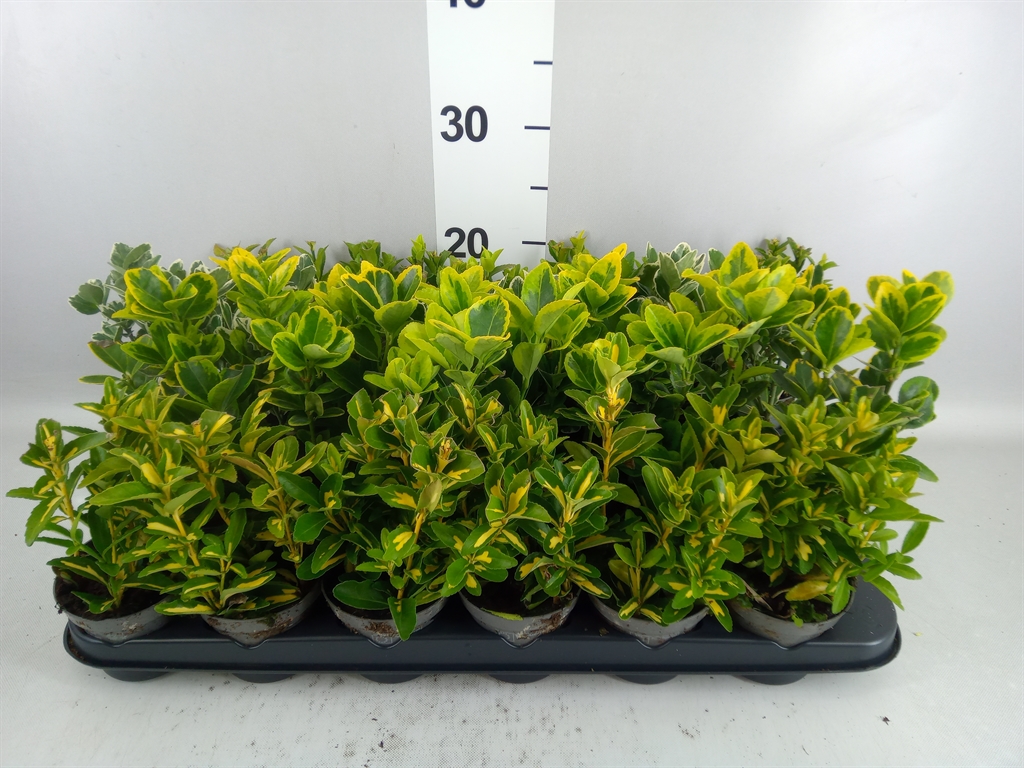 Euonymus Mix 9Ø 25cm